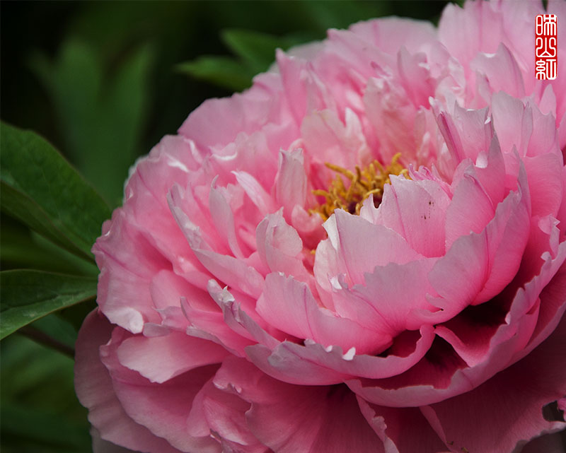 DSC_0262.jpg