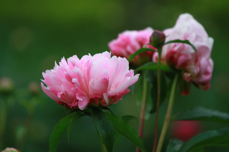 李志鸿摄影作品 049.jpg