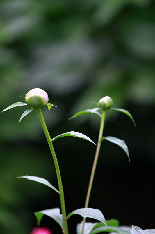 李志鸿摄影作品 145.jpg