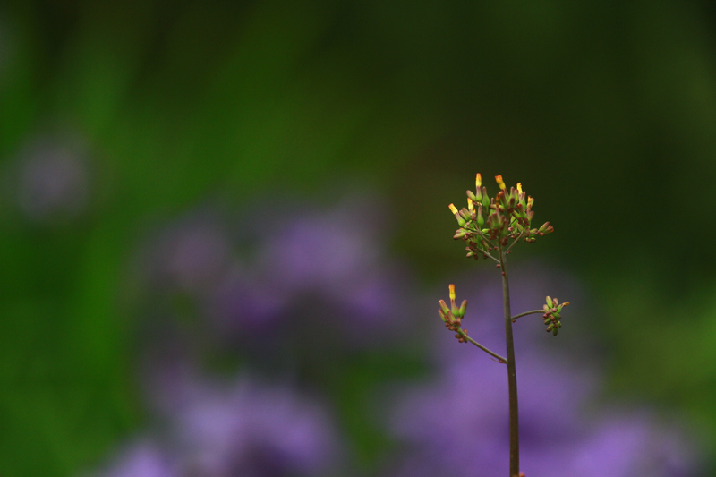 李志鸿摄影作品 168.jpg