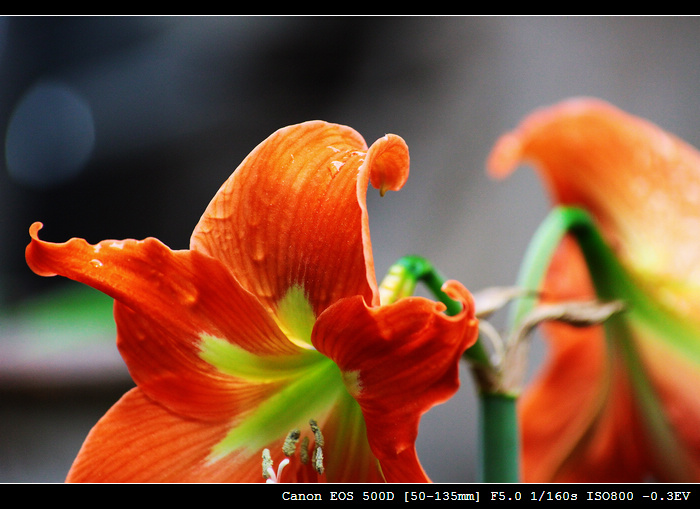 IMG_7434.jpg