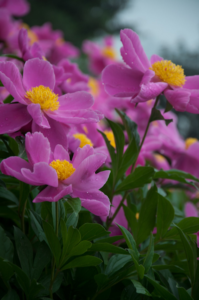 DSC_1368.jpg