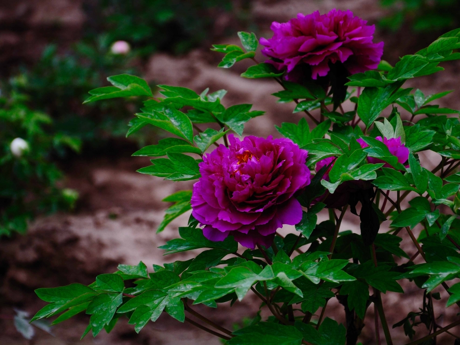 DSC_0094.jpg