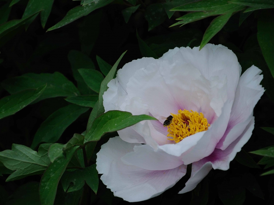 DSC_0159.jpg