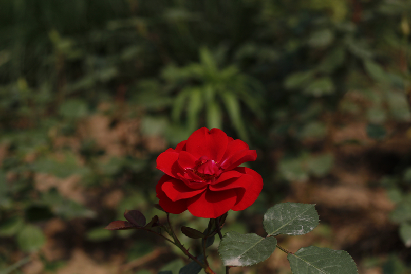 _MG_5927.jpg