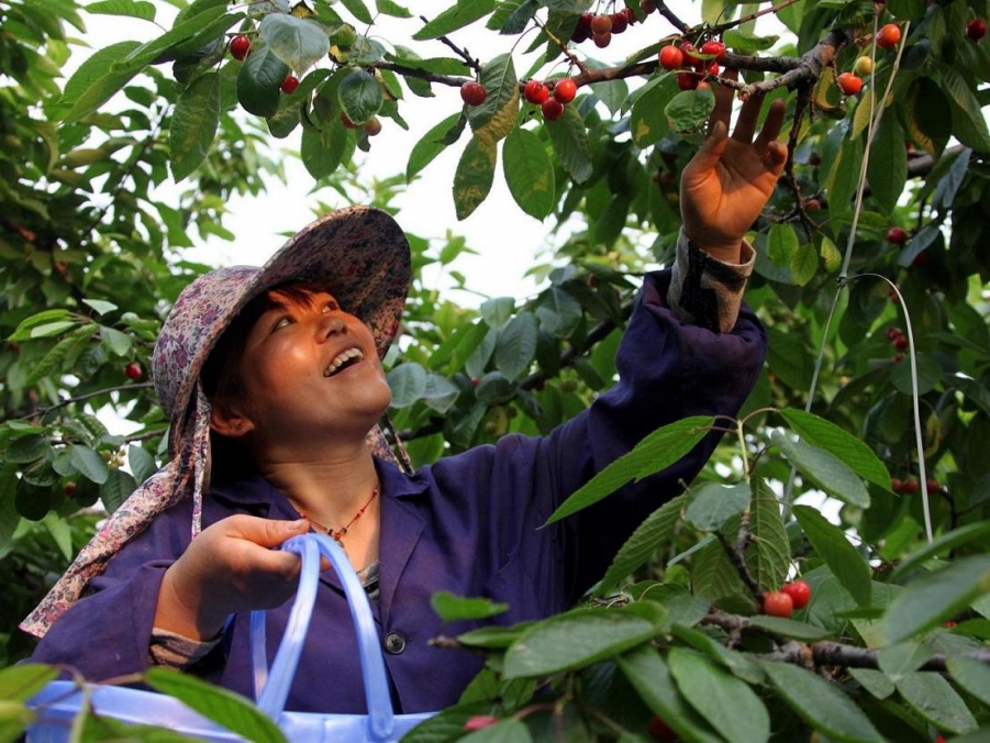 1樱桃红了的时候 (13).jpg