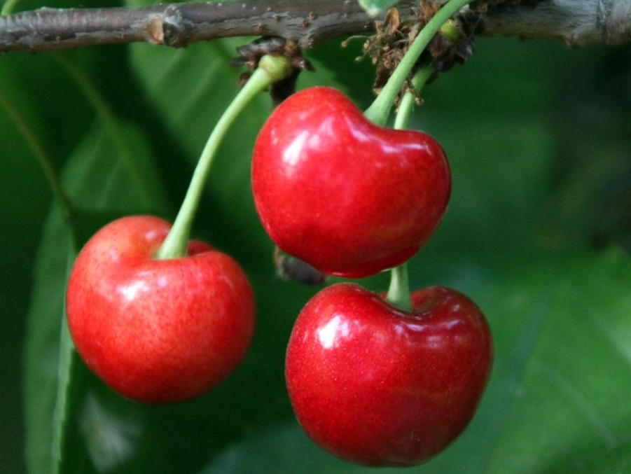 樱桃红了的时候 (8).jpg