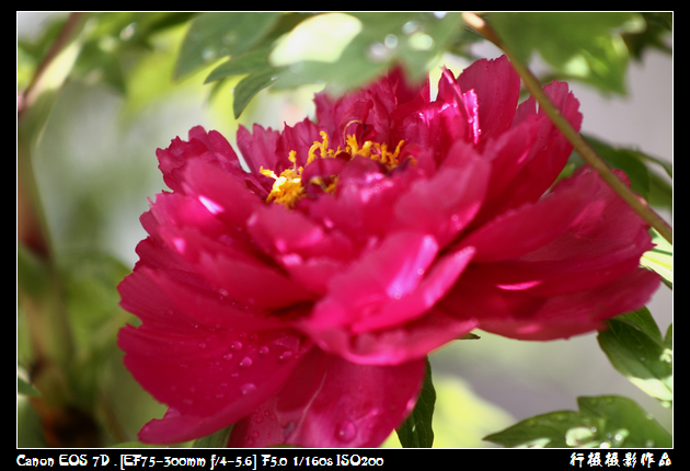 IMG_4153空中芭蕾.JPG