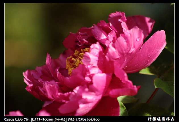 花开富贵空中芭蕾.JPG