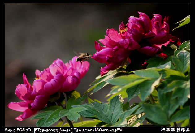 花心空中芭蕾.JPG
