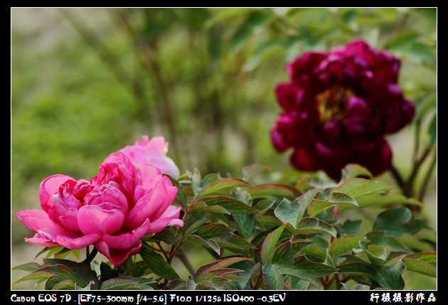 花语空中芭蕾.JPG