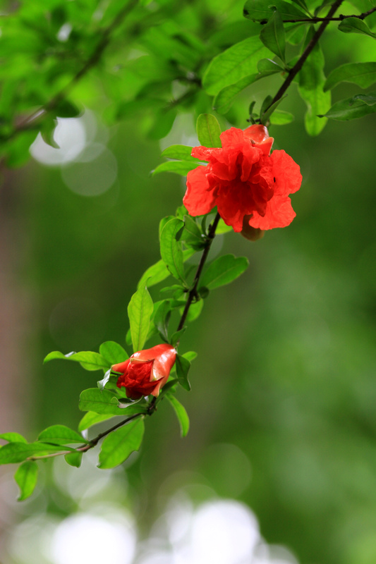 石榴花 012.jpg