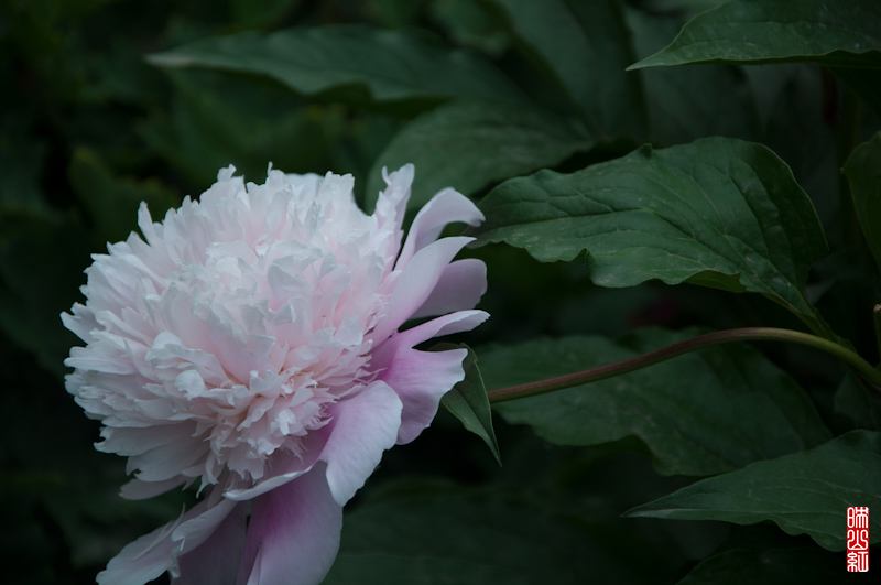 DSC_1793.jpg