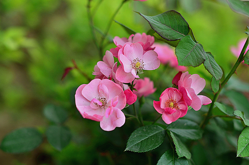 照片 033_副本.jpg