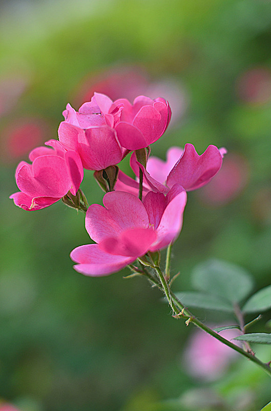 照片 036_副本.jpg