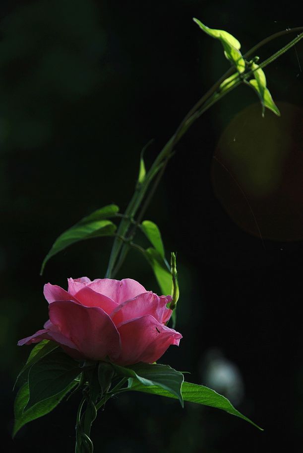 DSC_0696.JPG