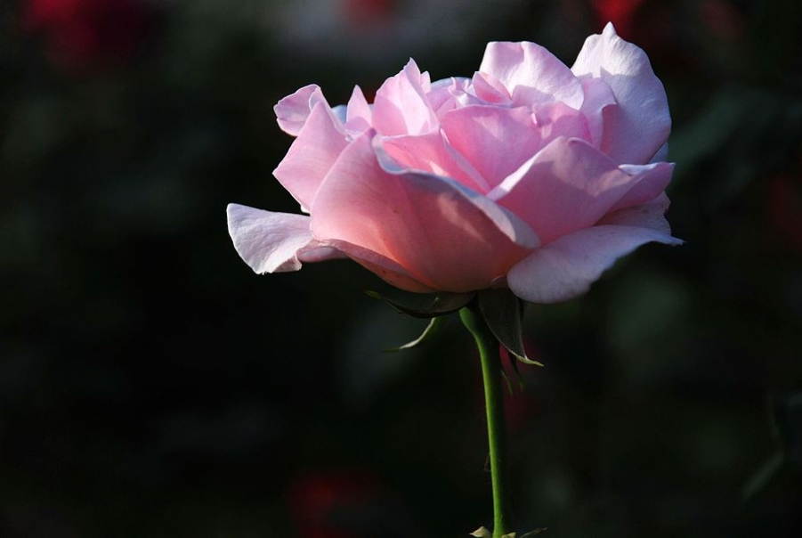 月季花