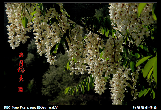 DSC00748.JPG