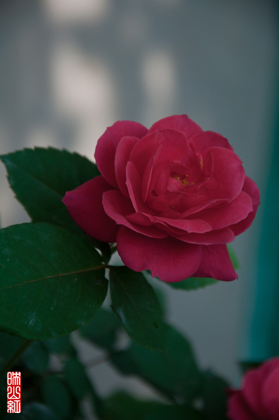 DSC_1515.jpg