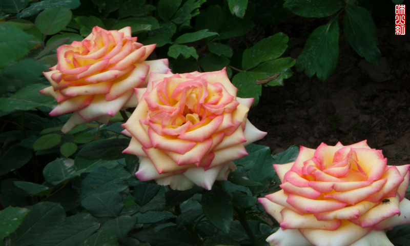 DSC_1769.jpg