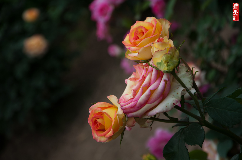 DSC_1771.jpg