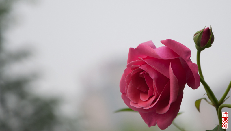 DSC_1904.jpg