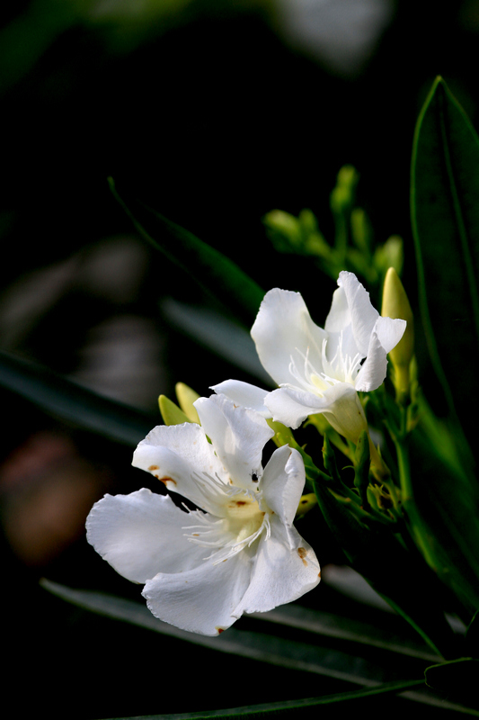 丰庆公园拍摄 006.jpg