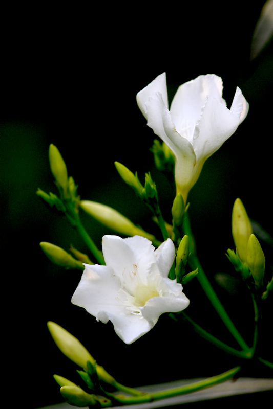 丰庆公园拍摄 009.jpg