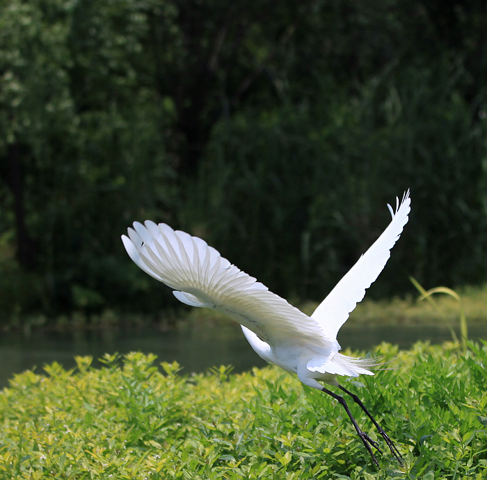 白鹭05.jpg