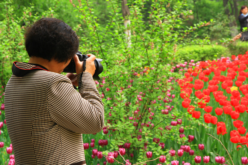 郁金香 134_副本.jpg