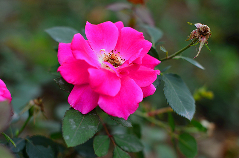 DSC_3498_副本.jpg