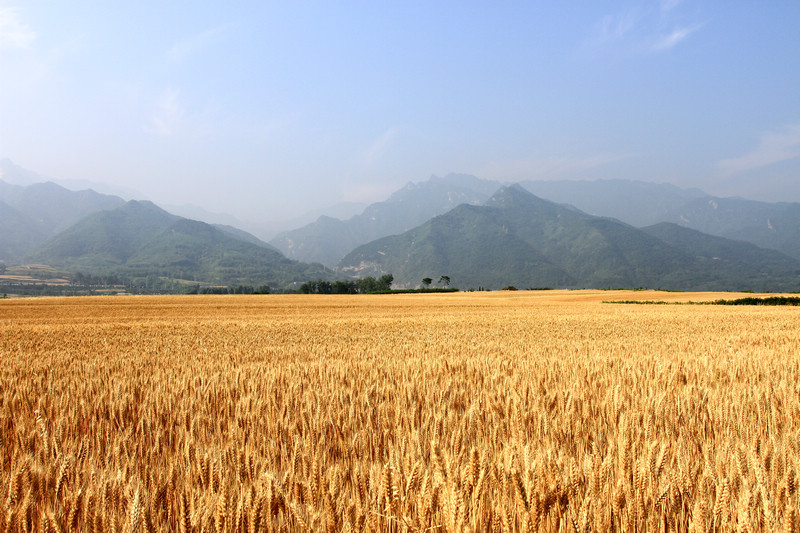 小荷与麦田 457.jpg