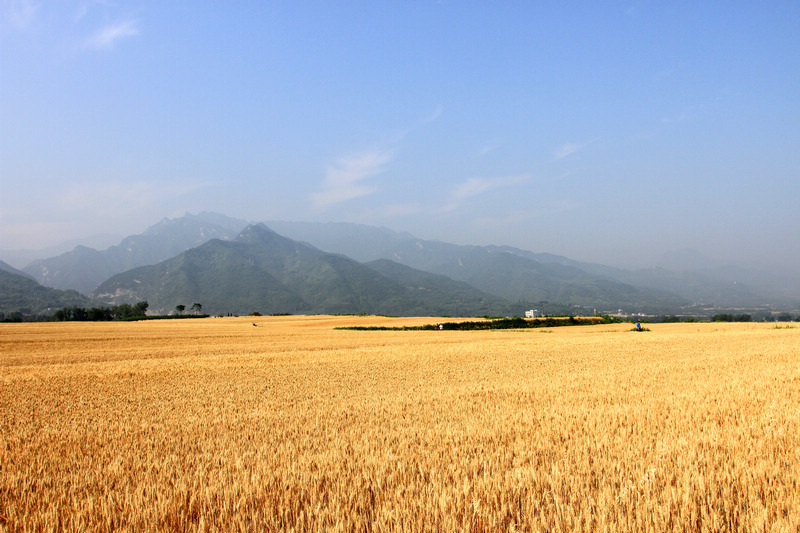 小荷与麦田 463.jpg