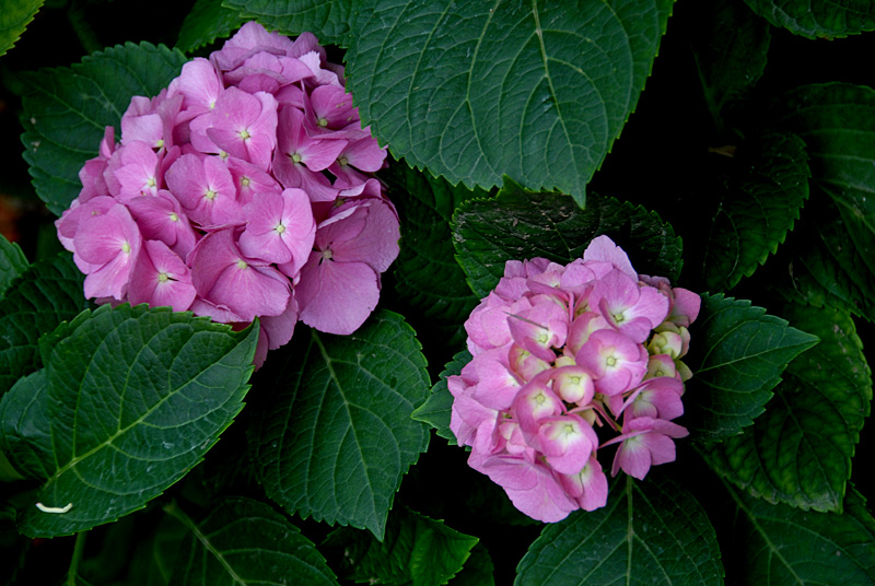 花卉 (3).jpg