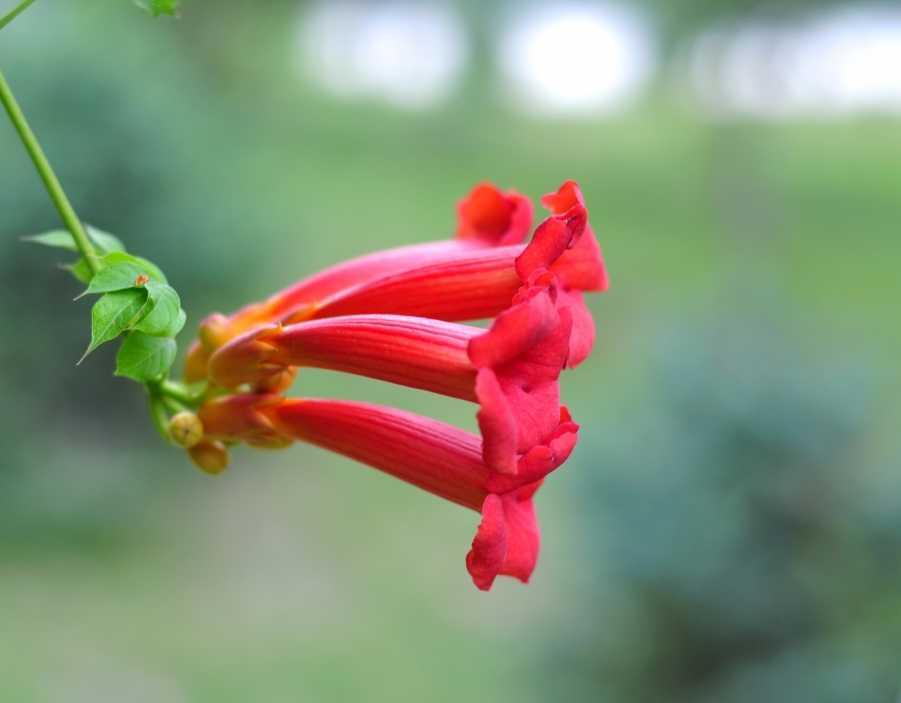 DSC_0061.JPG