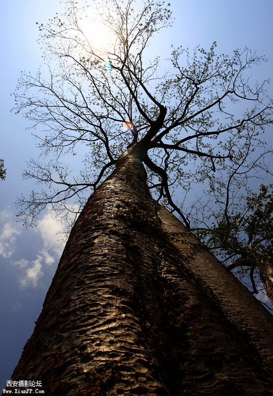 擎天  作者：廉龙_副本.jpg
