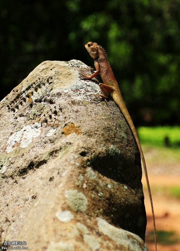 守候  作者：廉龙_副本.jpg