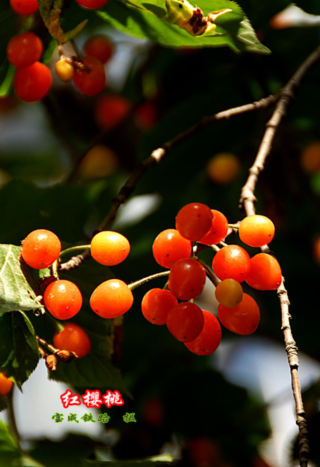 樱桃 (1).jpg