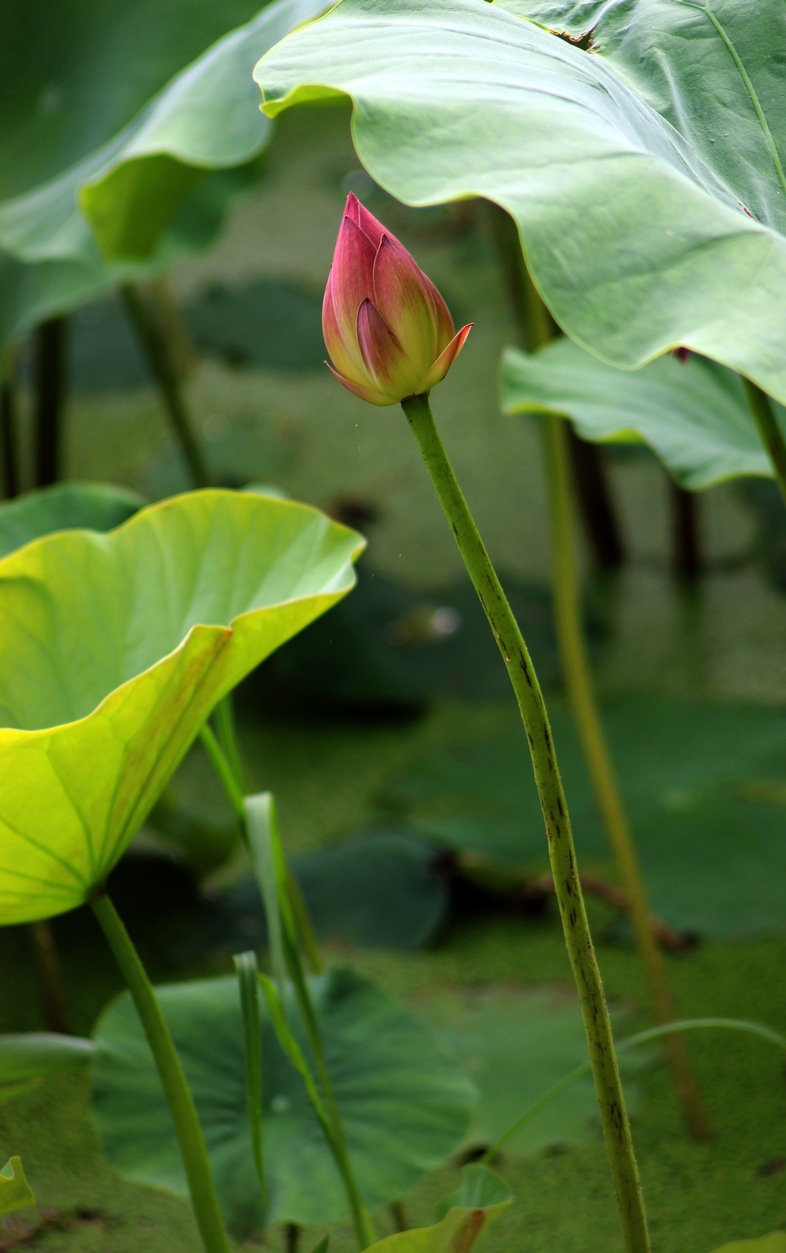 荷花4.jpg