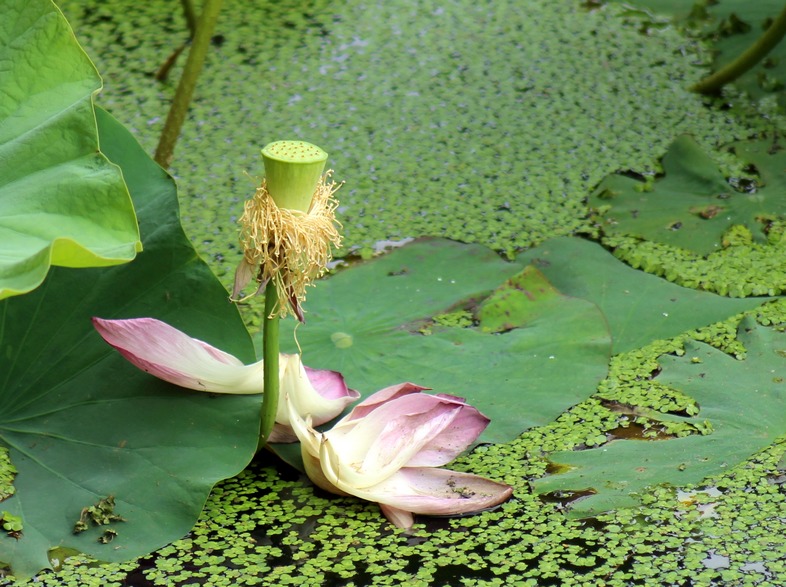 荷花5.jpg