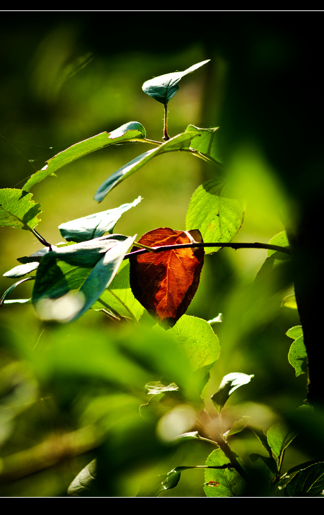 _MG_1822.jpg