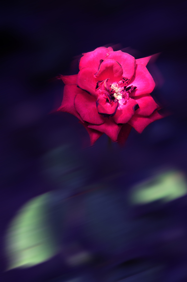 DSC_0930.jpg