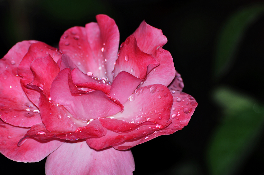 DSC_5288.JPG