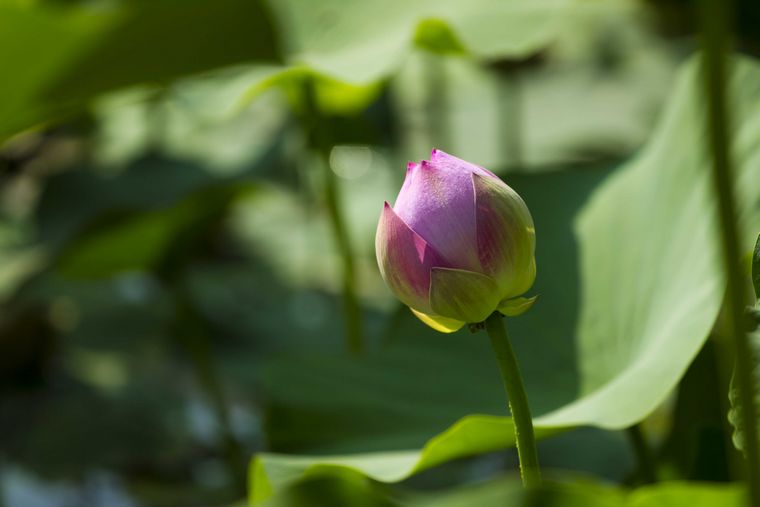 20110616-_MG_5009-1.jpg