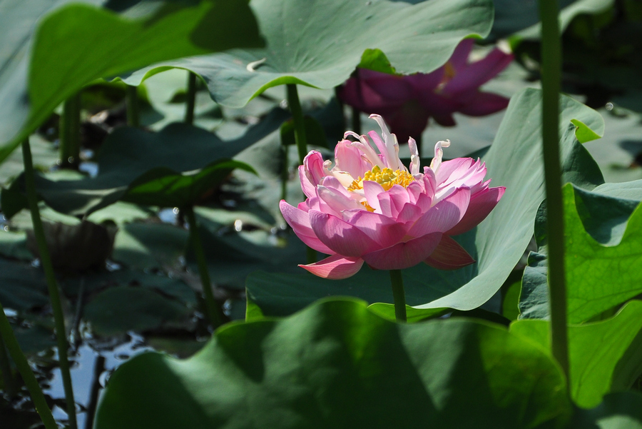 DSC_0050q.jpg