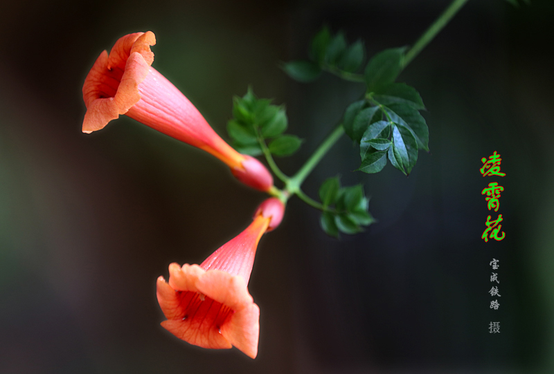 凌霄花 (6).jpg
