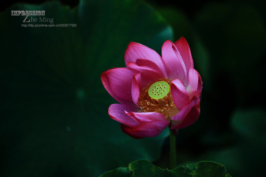 荷花30.jpg