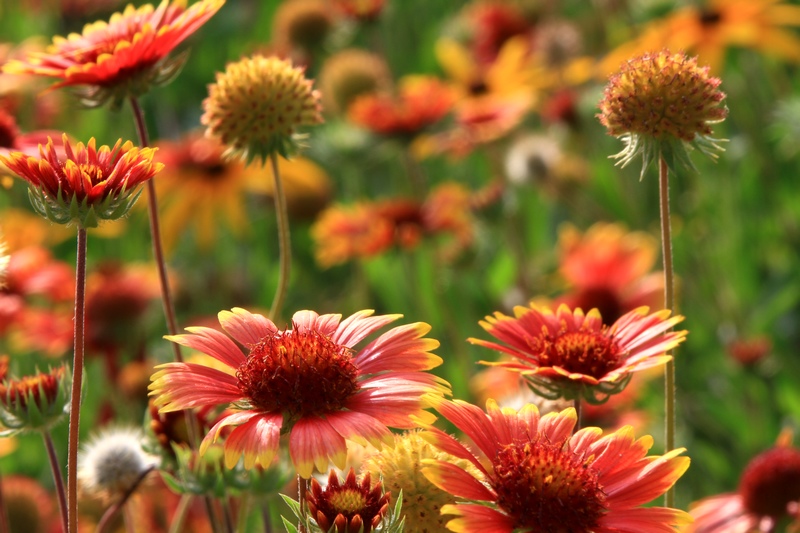 黄山旅游照片 1169.jpg