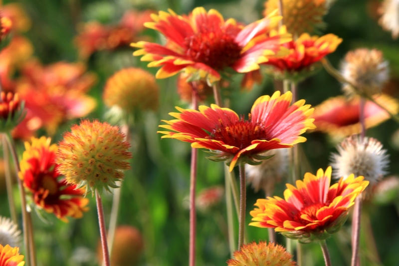 黄山旅游照片 1171.jpg