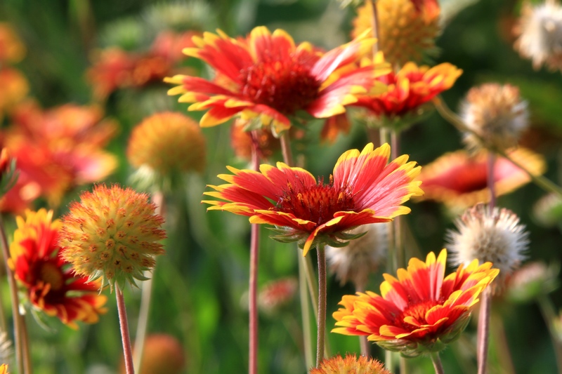 黄山旅游照片 1172.jpg